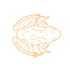 Animals Frogs Wood Frog Sketch Drawing Svg, Free Vectors File
